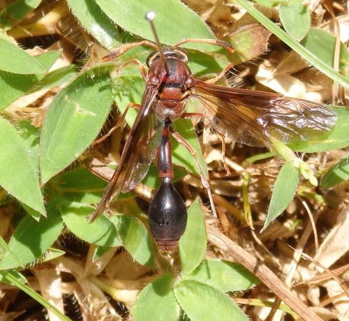 Réf. 290 864 : Zeta argillaceum